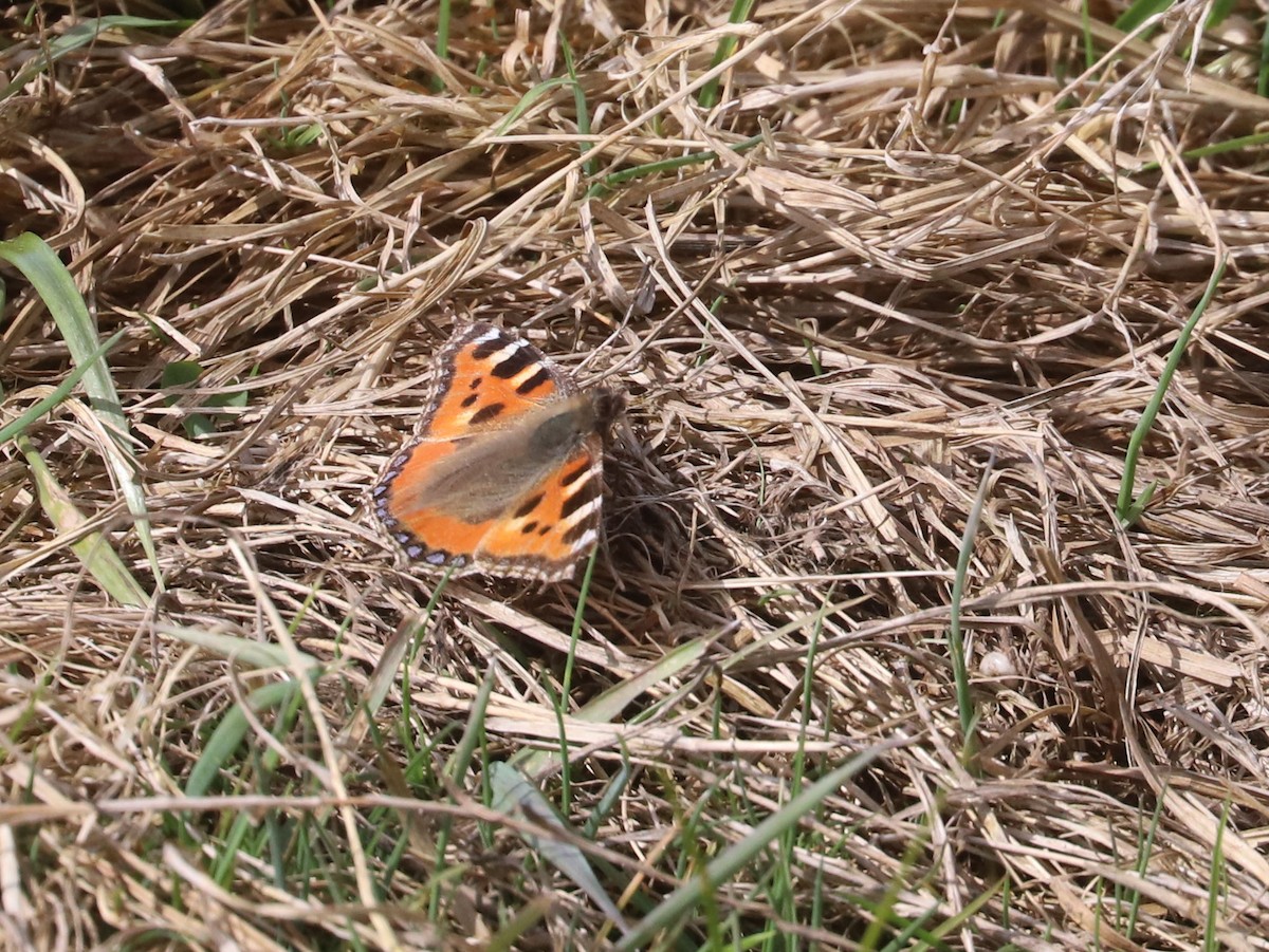Small Tortoiseshell - ML655486608