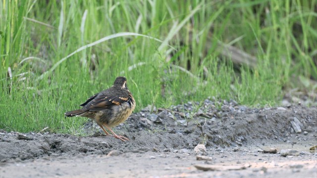 Varied Thrush - ML655486941
