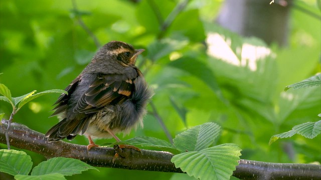 Varied Thrush - ML655486942