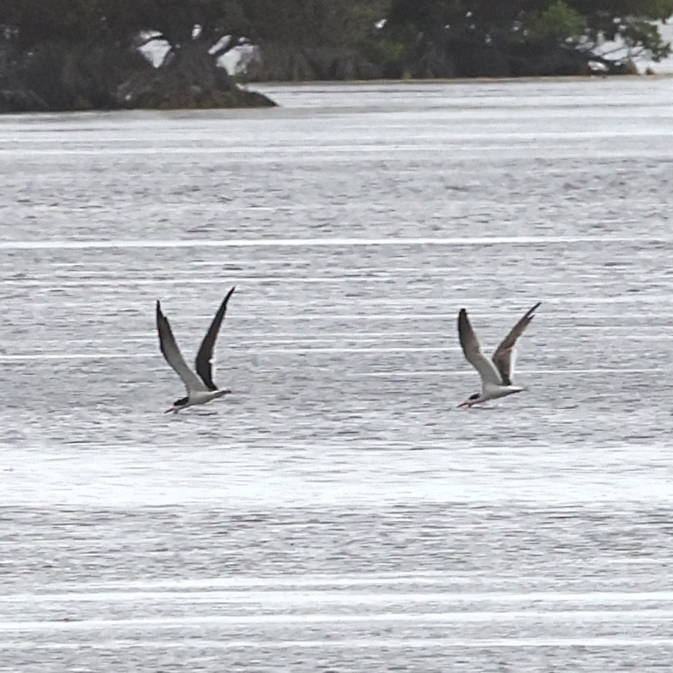 Black Skimmer - ML655487768