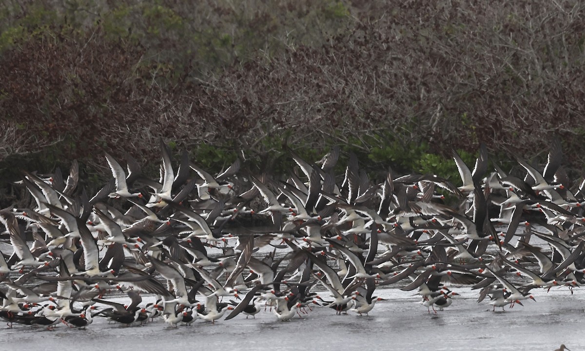 Black Skimmer - ML655487769