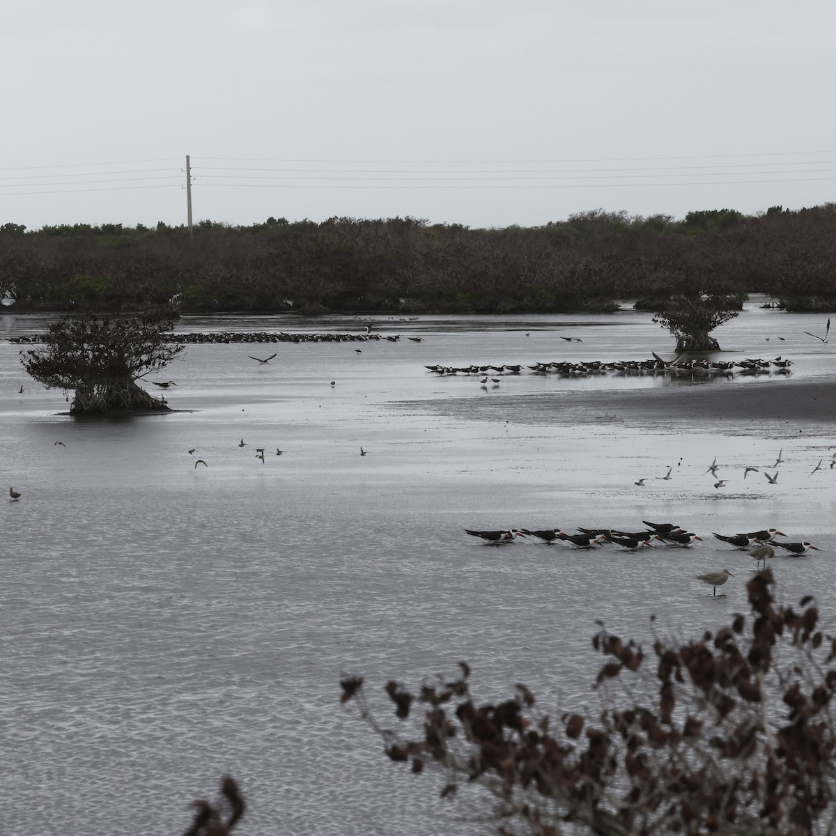 Black Skimmer - ML655487770