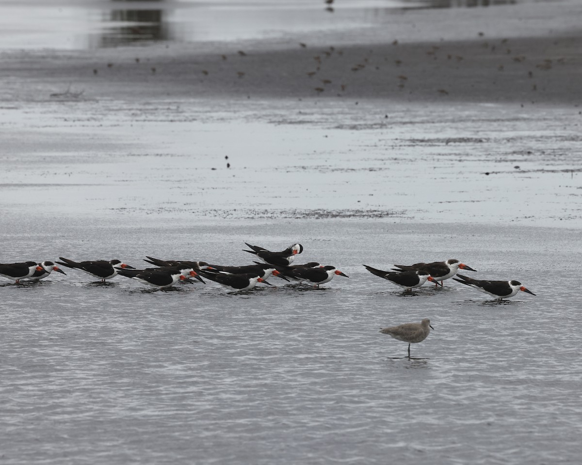 Black Skimmer - ML655487771