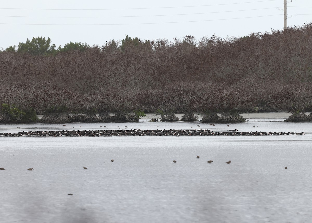 Black Skimmer - ML655487772