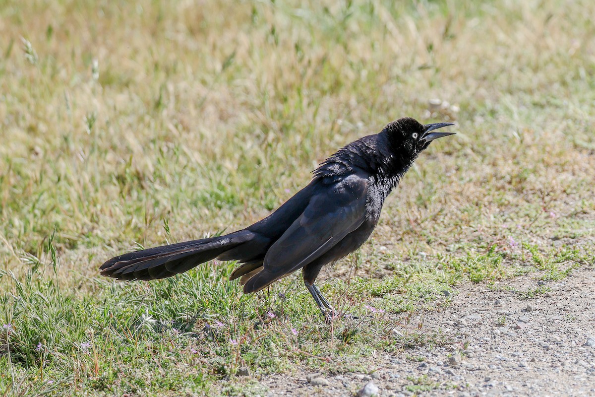 Great-tailed Grackle - ML655488064
