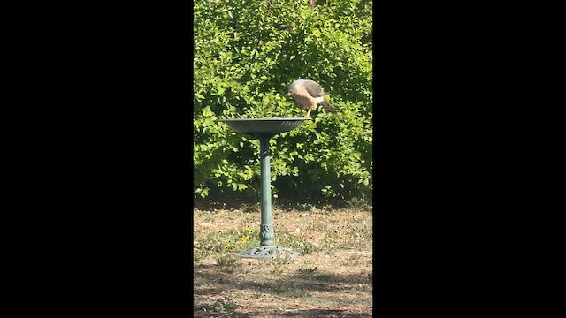Cooper's Hawk - ML655488177