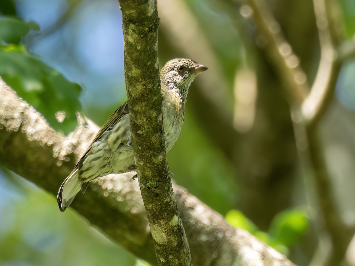 Scaly-throated Honeyguide - ML655489080