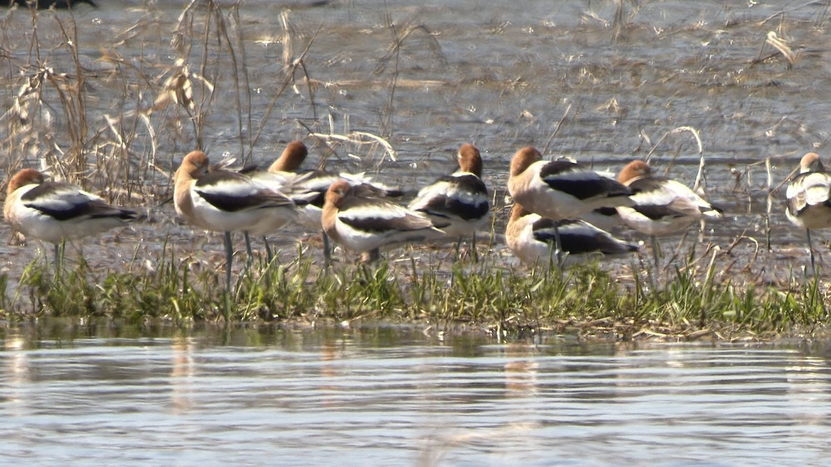 eBird Checklist - 21 Apr 2026 - Hope Marsh - 56 species