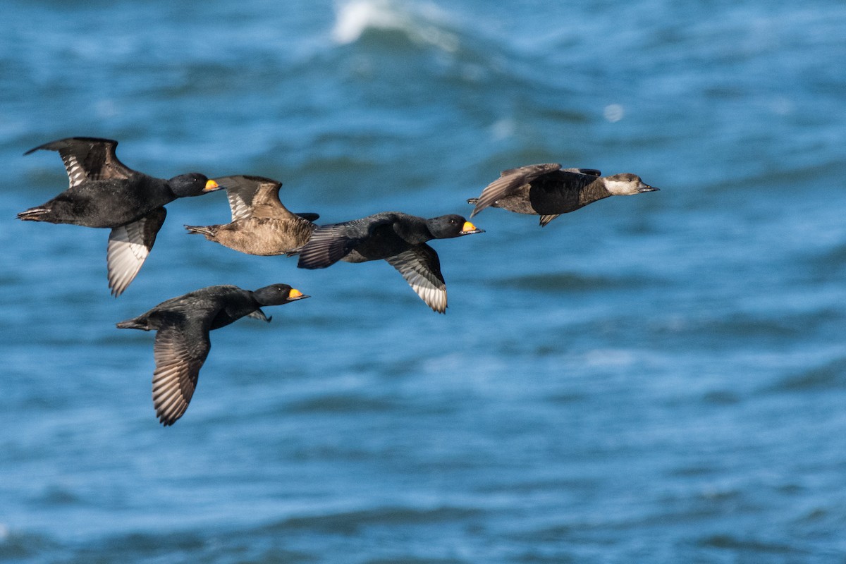 Black Scoter - ML655490548