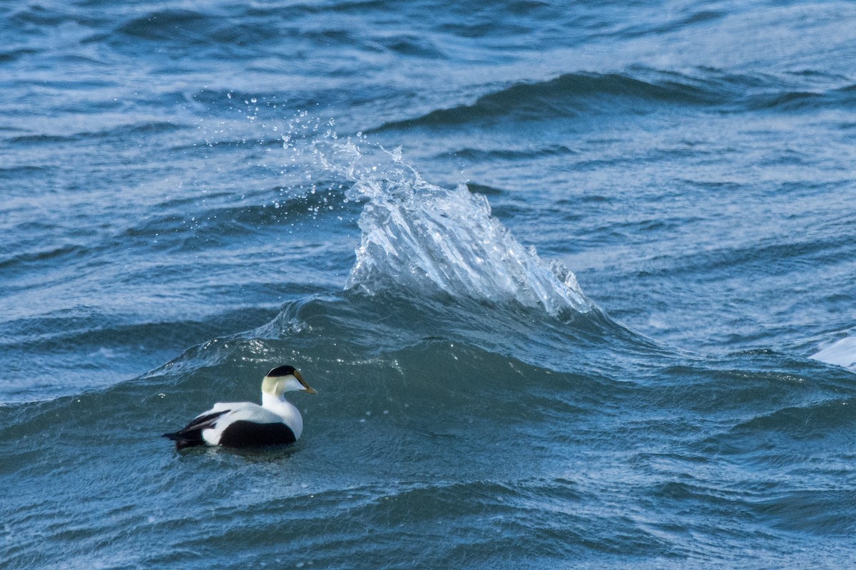 Common Eider - ML655490560