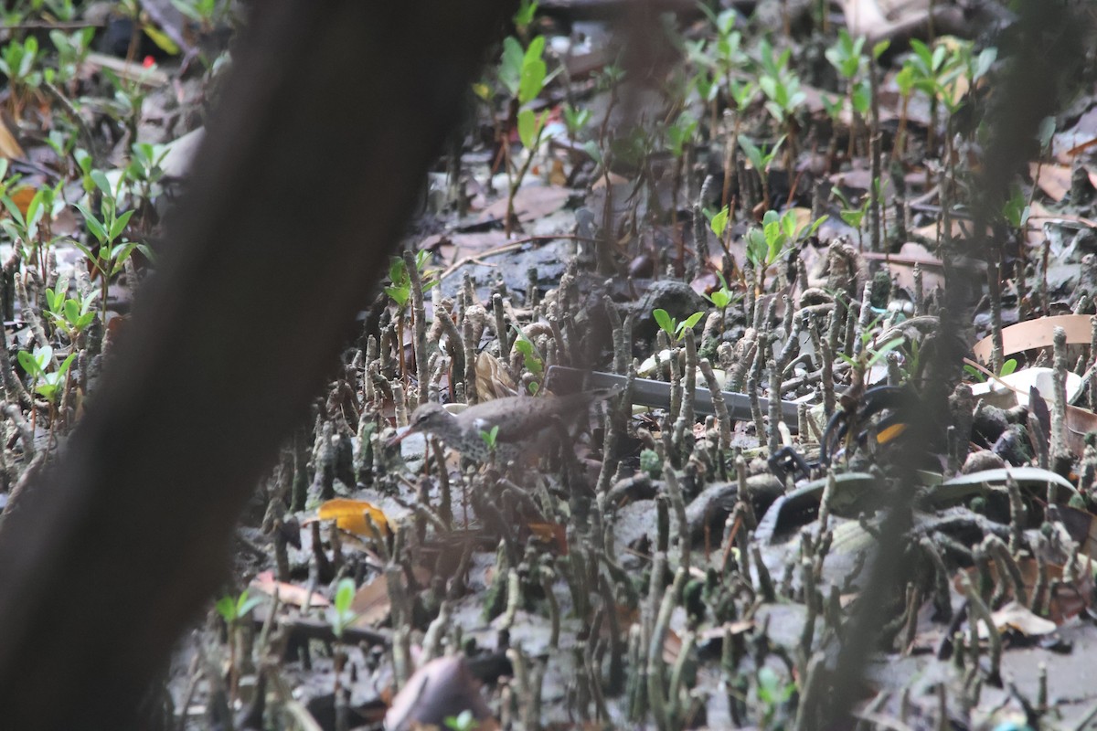 Spotted Sandpiper - ML655490646