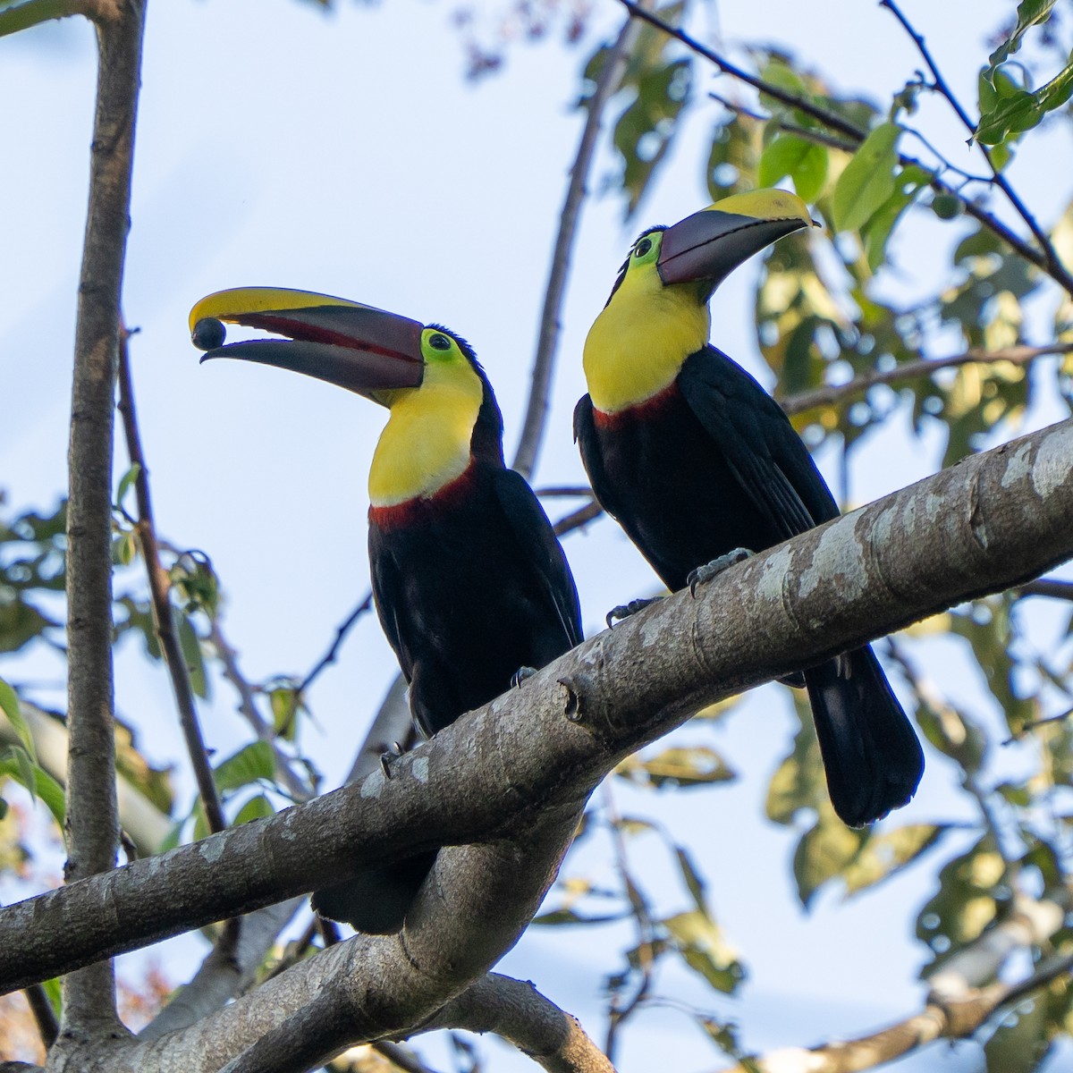 Yellow-throated Toucan - ML655490678