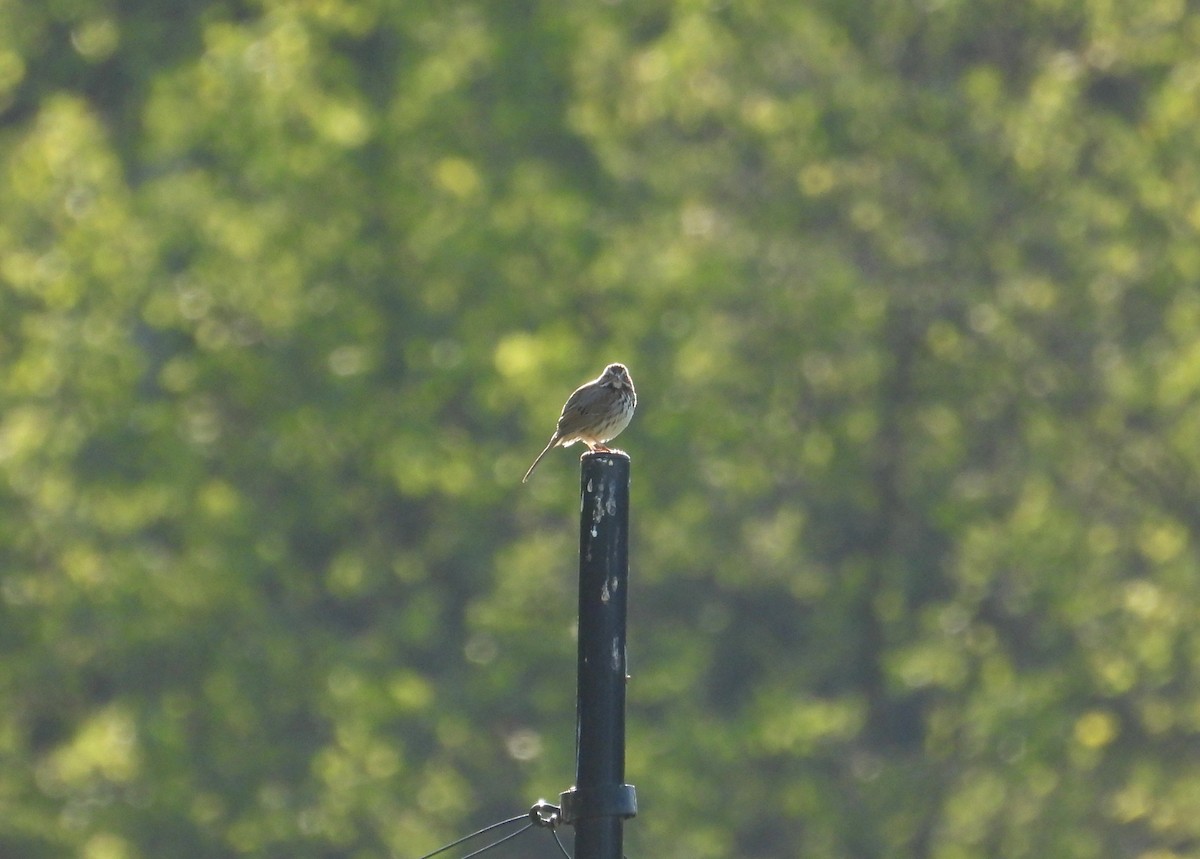 Song Sparrow - ML655490697