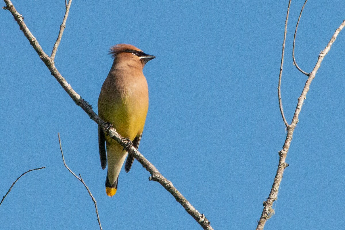 Cedar Waxwing - ML655490698