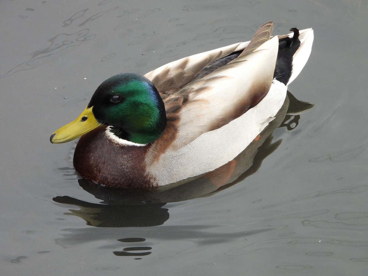 Mallard - ML655490699
