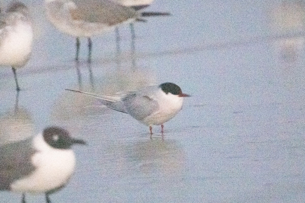 tern sp. - ML655490700