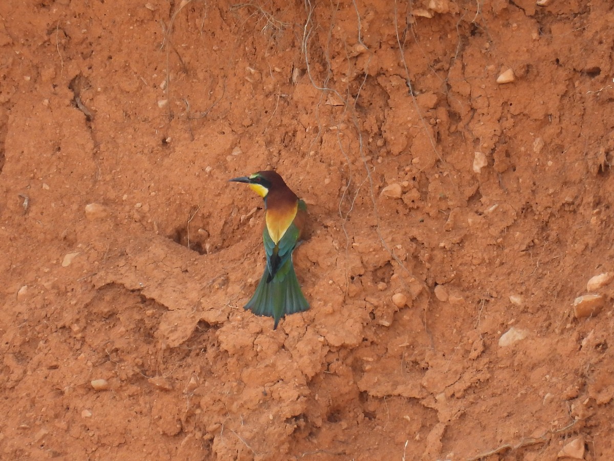 European Bee-eater - ML655490701