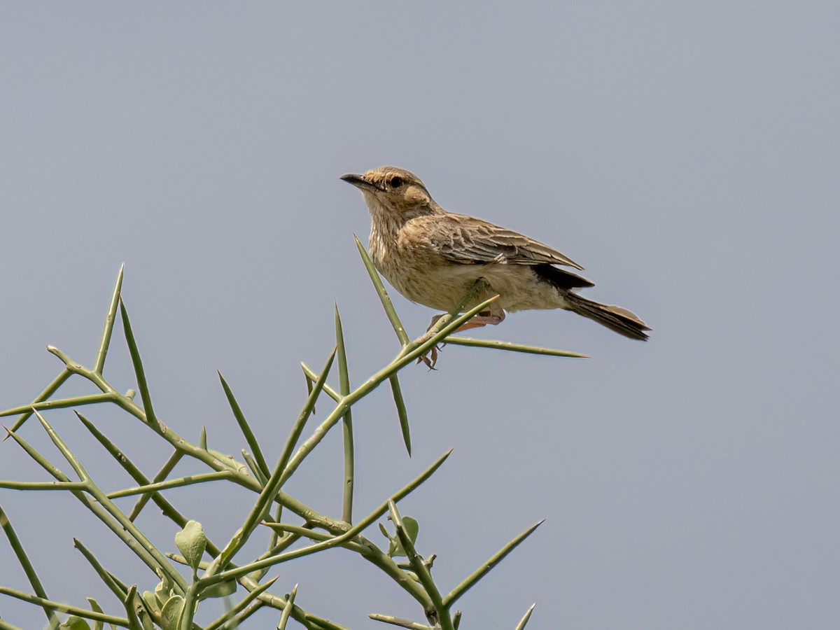 Pink-breasted Lark - ML655490702