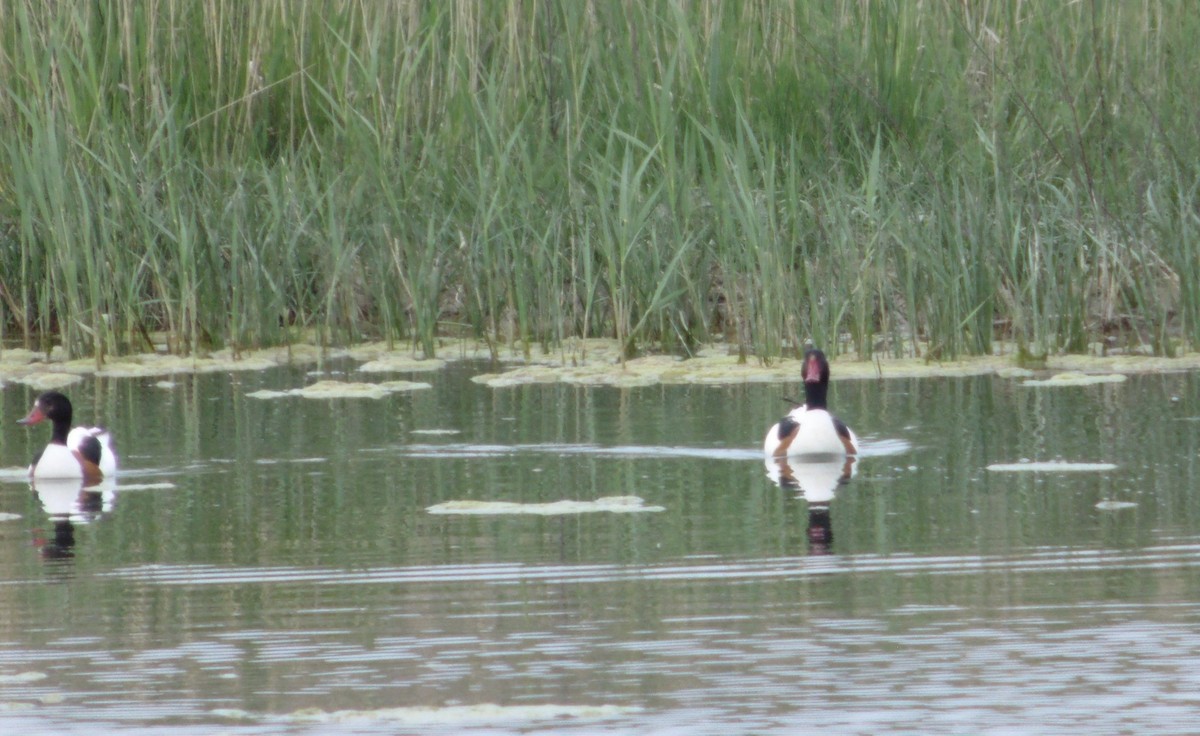 Common Shelduck - ML655490703