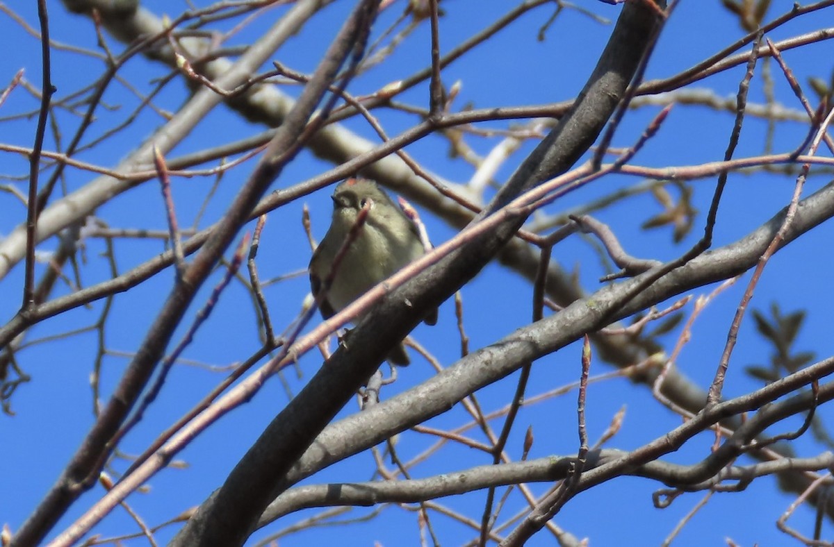 Ruby-crowned Kinglet - ML655490705