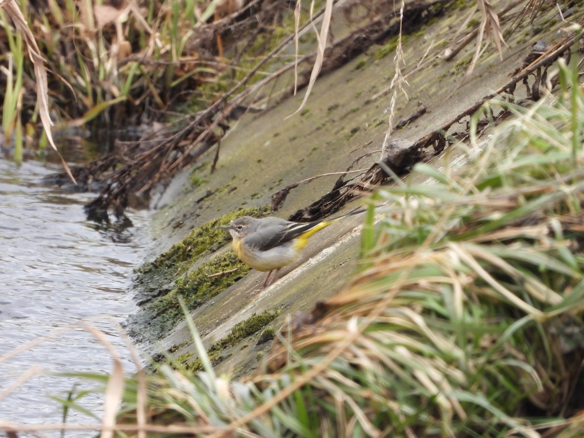 Gray Wagtail - ML655490706