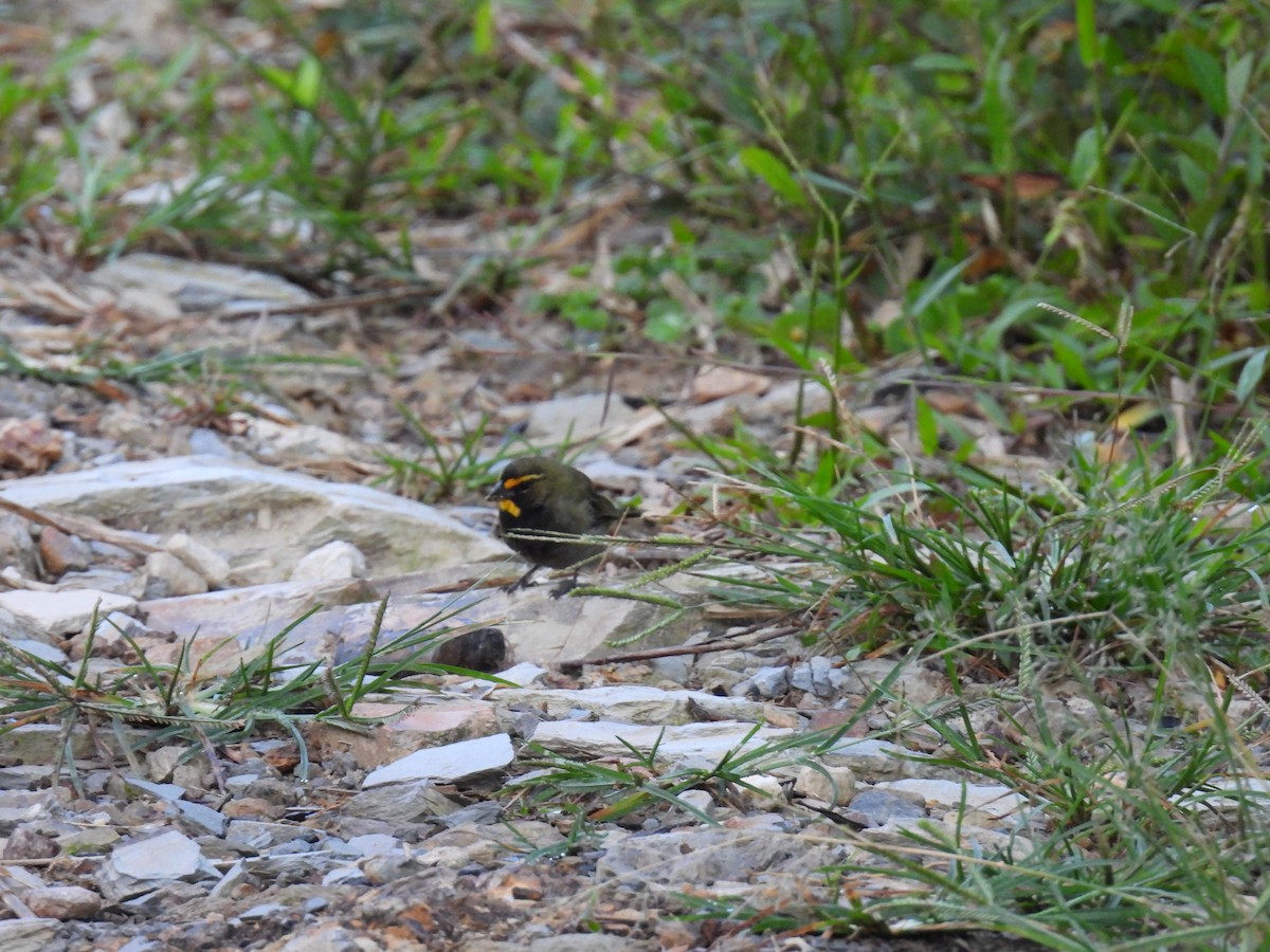 Yellow-faced Grassquit - ML655490710