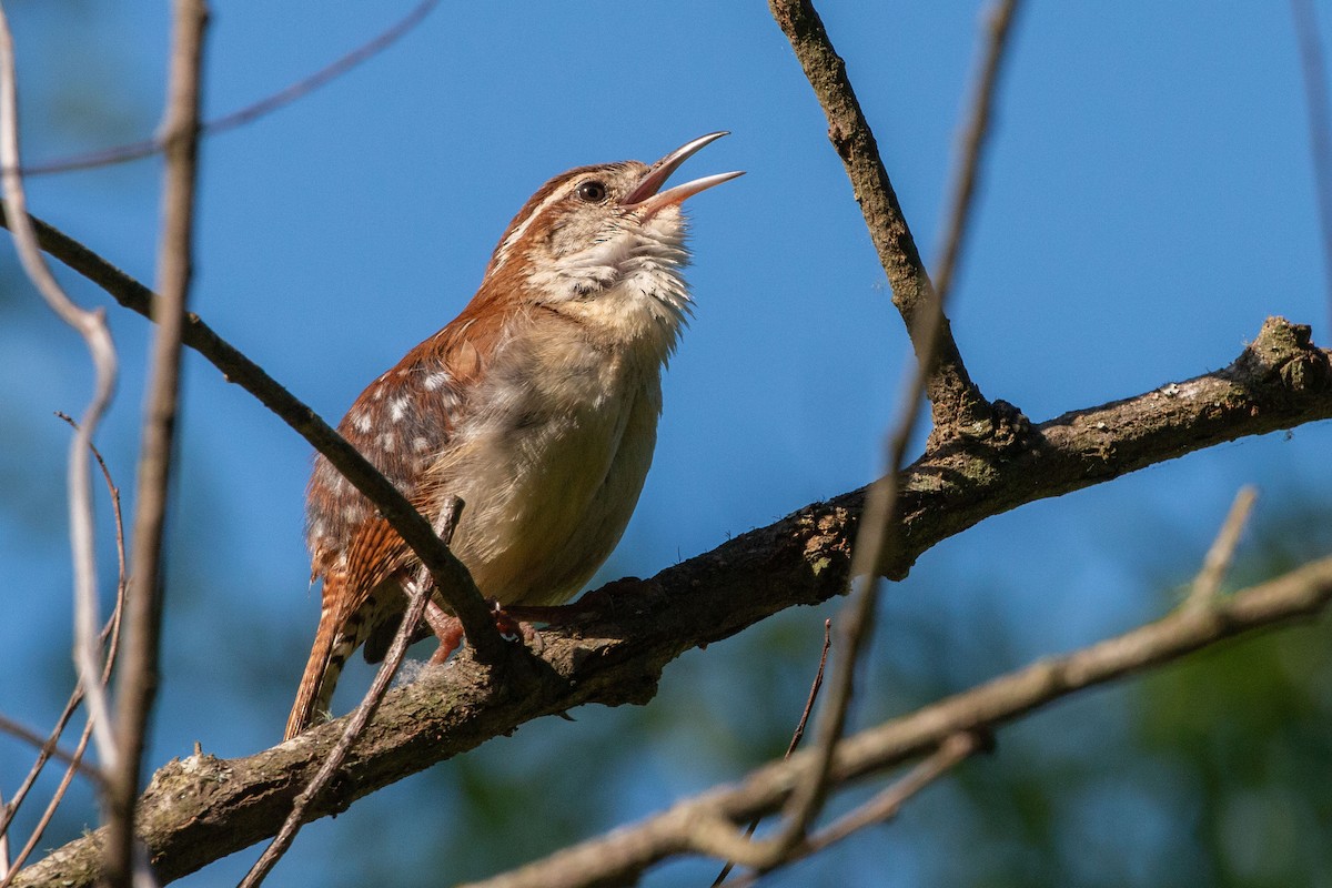 Carolina Wren - ML655490711