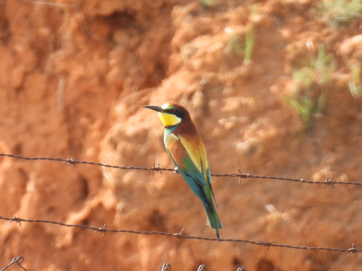 European Bee-eater - ML655490712