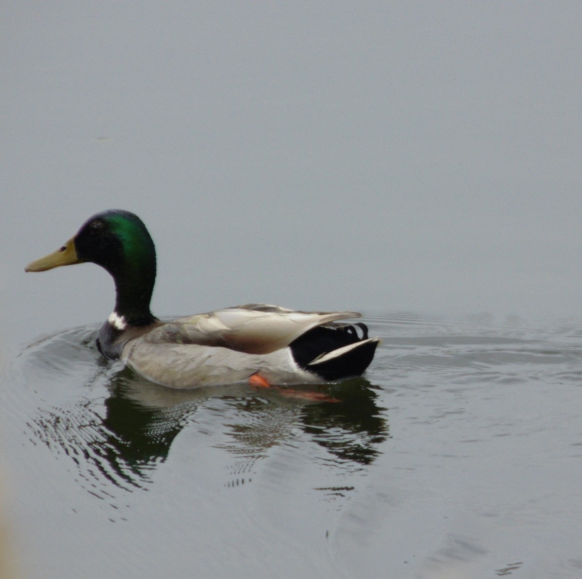 Mallard - ML655490713