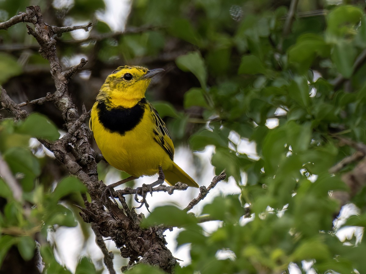 Golden Pipit - ML655490715