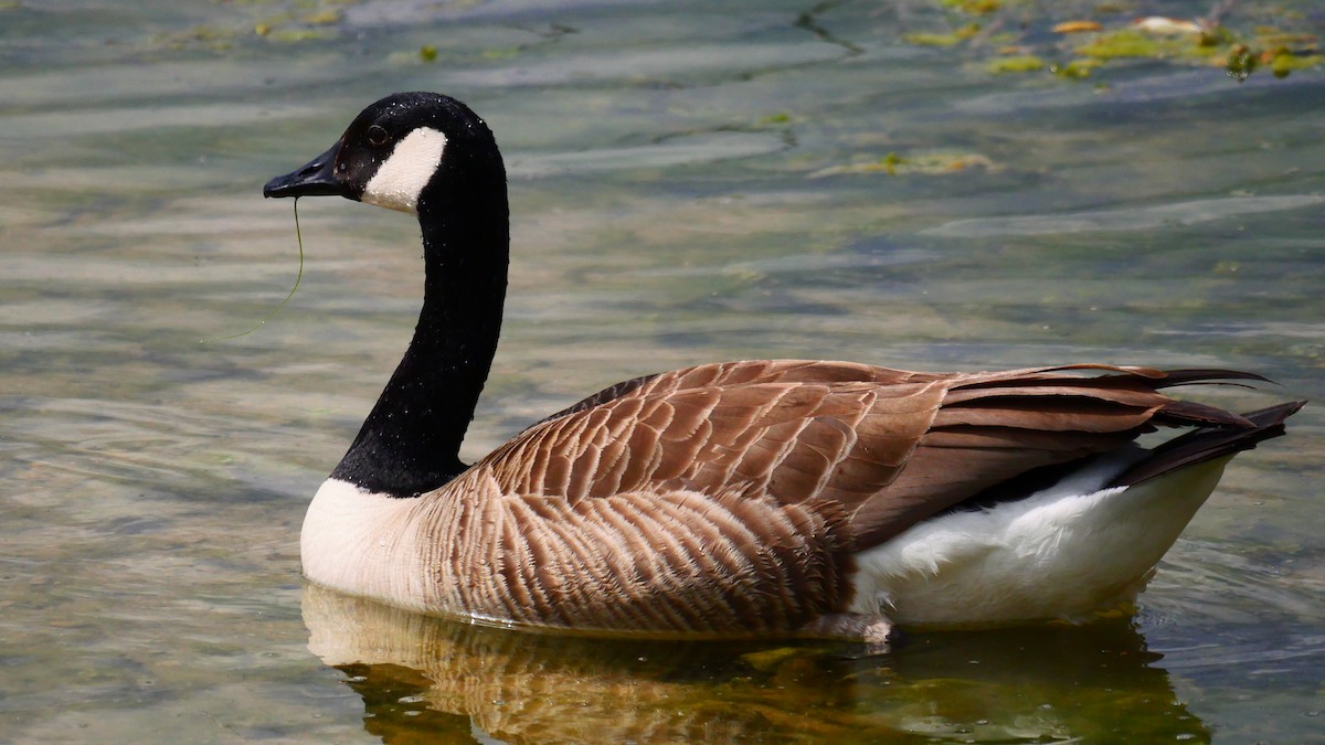 Canada Goose - ML655490719