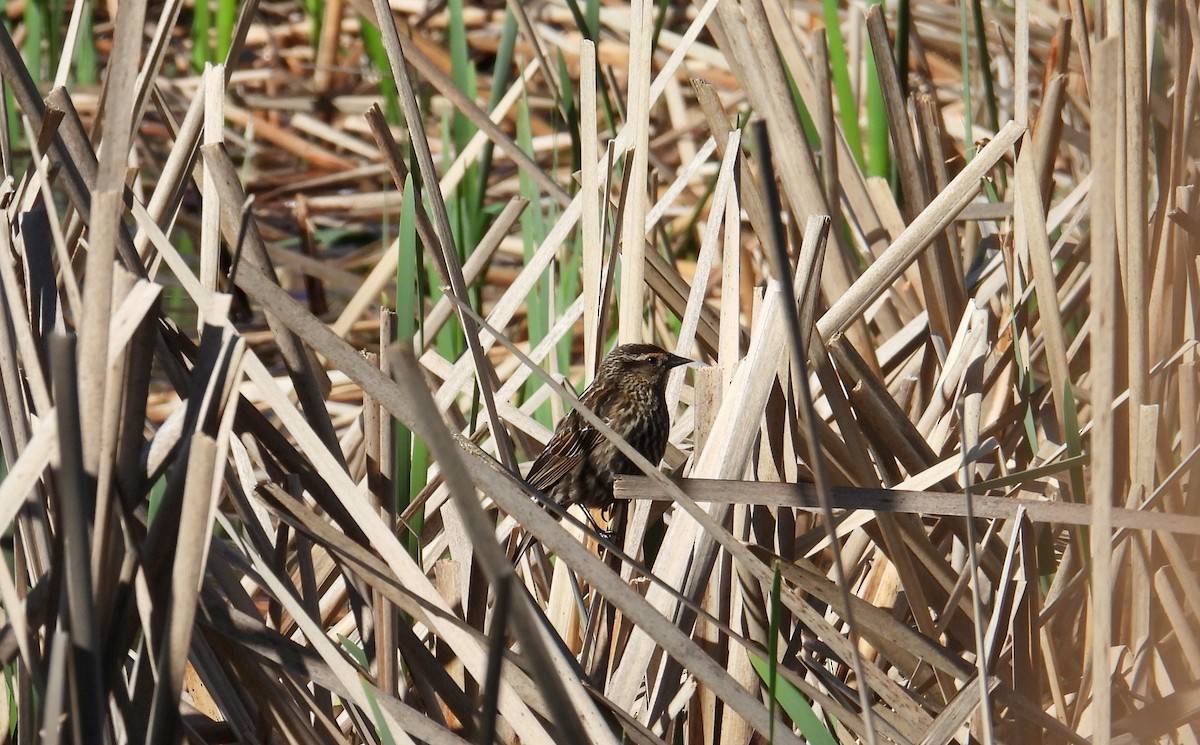 Red-winged Blackbird - ML655490722