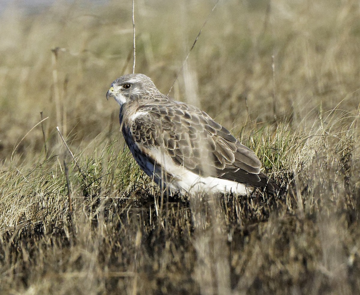 Swainson's Hawk - ML655490728