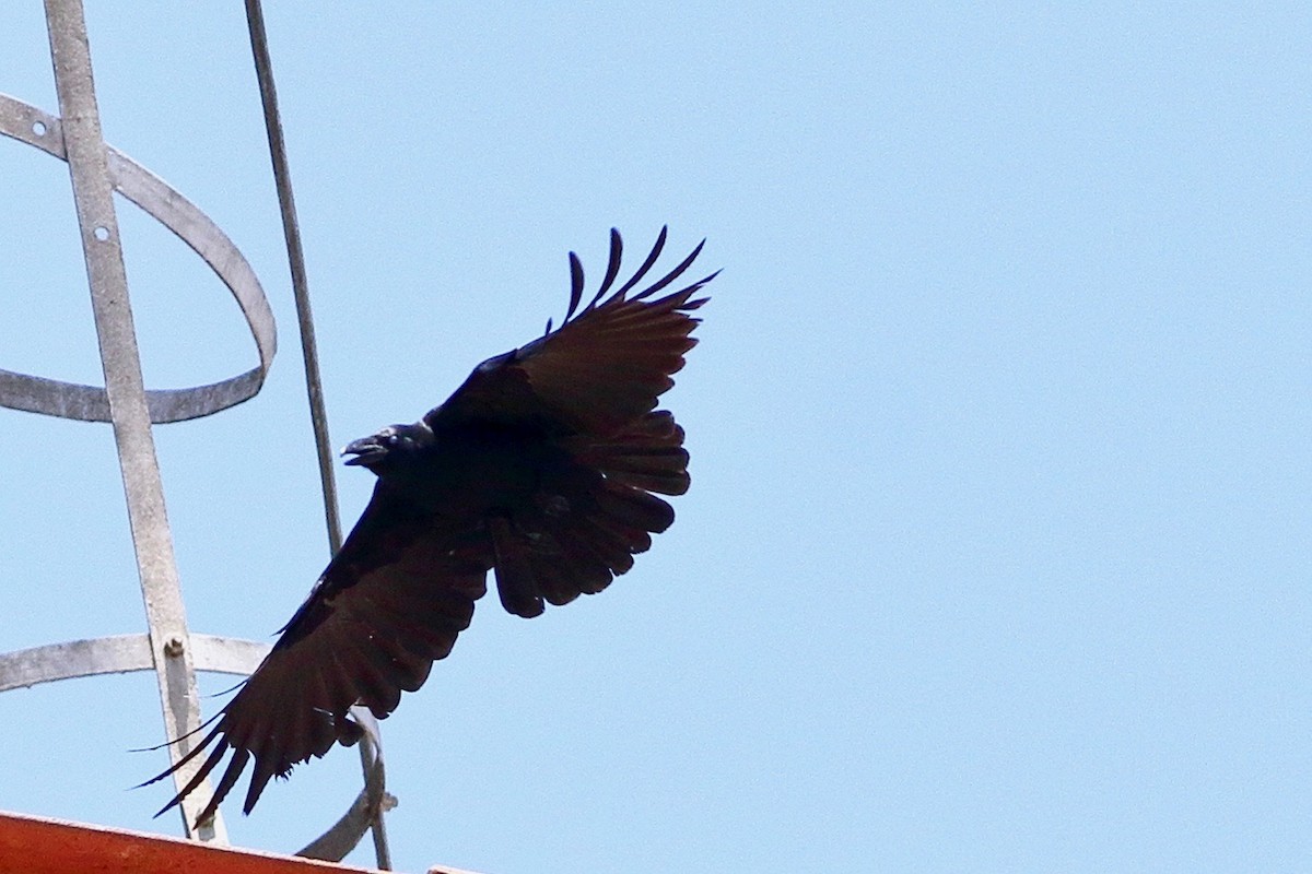 Large-billed Crow - ML655490729