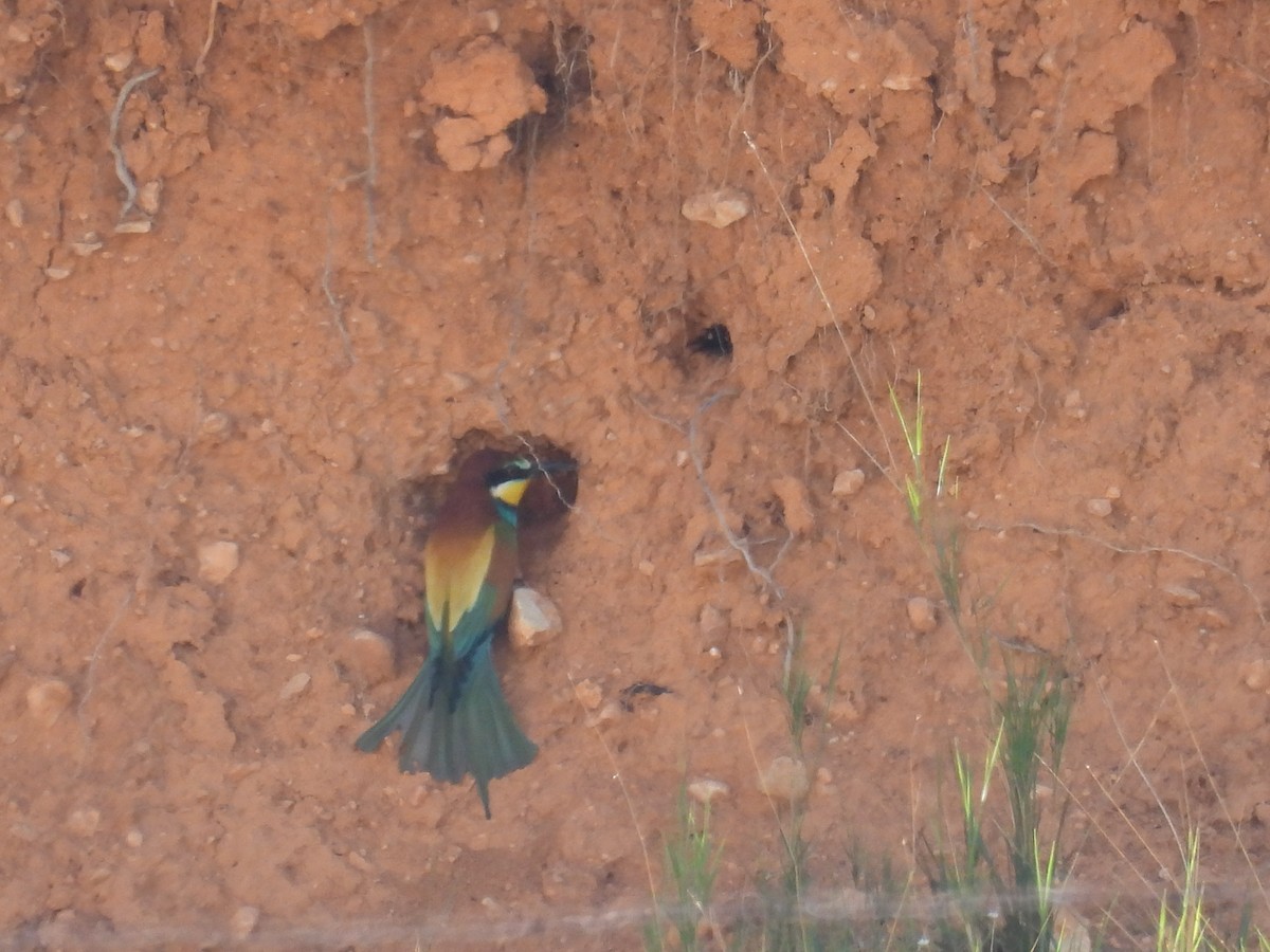 European Bee-eater - ML655490730