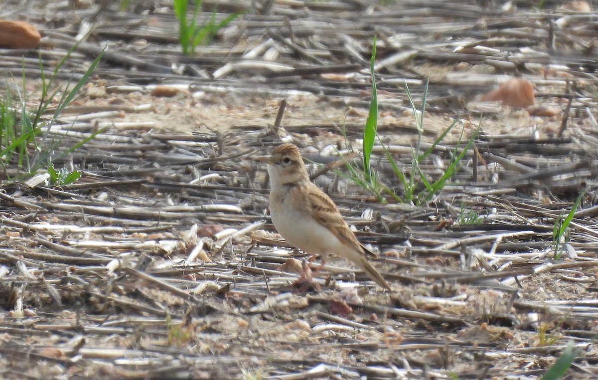 Greater Short-toed Lark - ML655490733