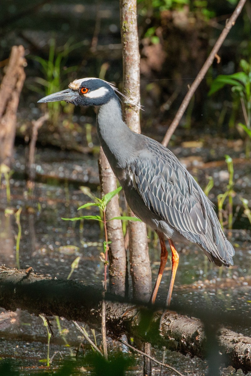 Yellow-crowned Night Heron - ML655490736