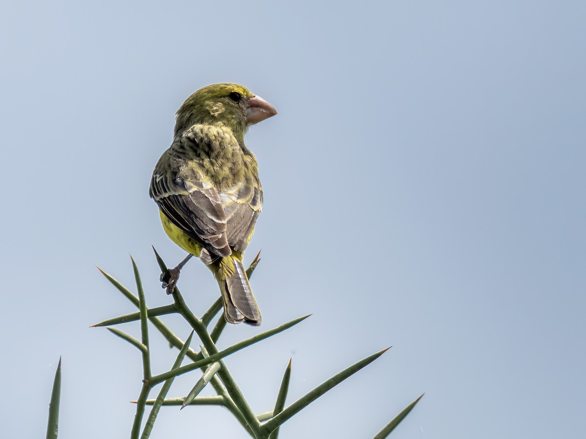 Southern Grosbeak-Canary - ML655490737