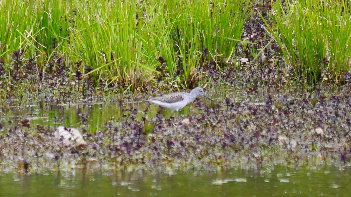Common Greenshank - ML655490756