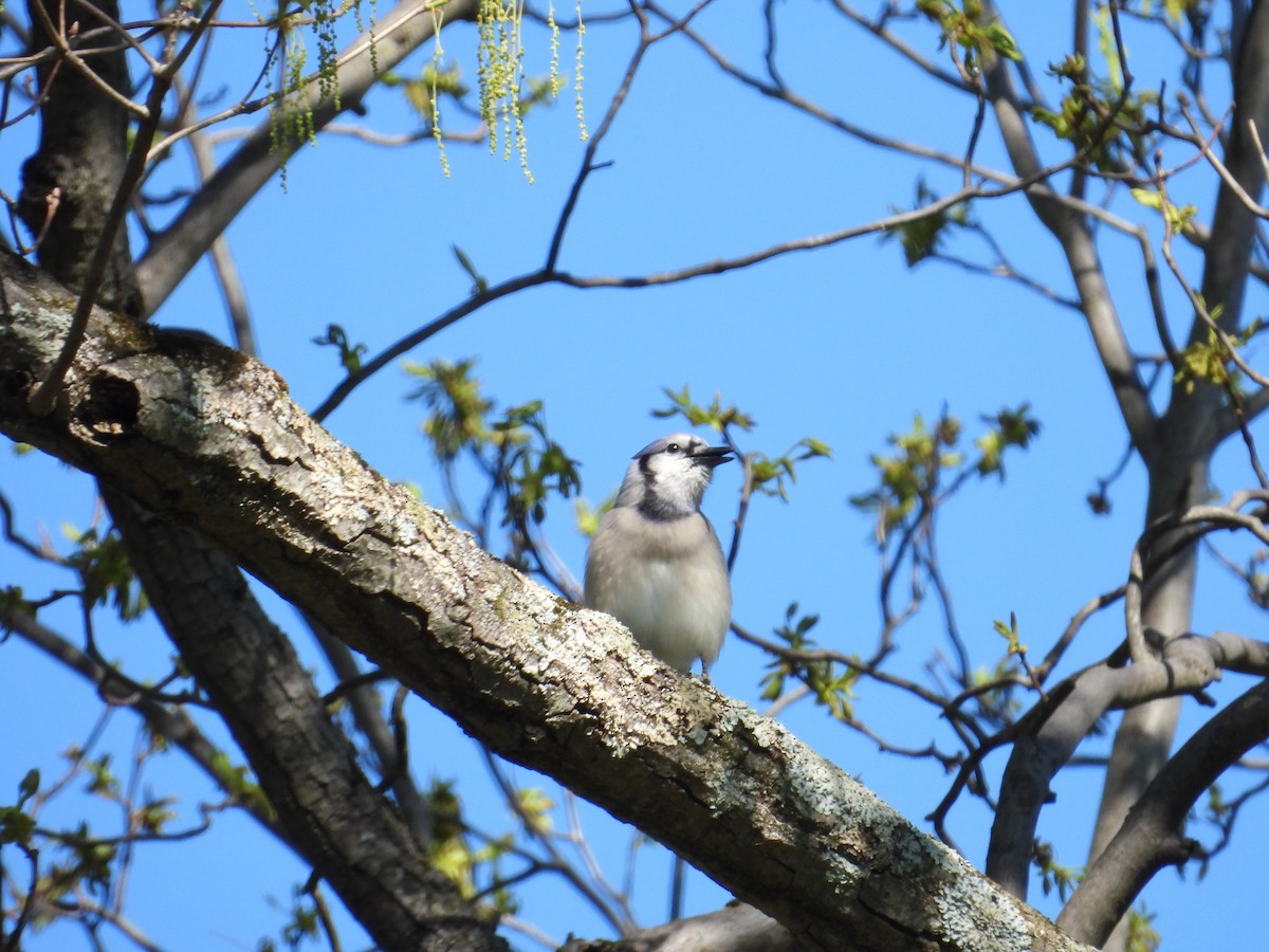Blue Jay - ML655490760
