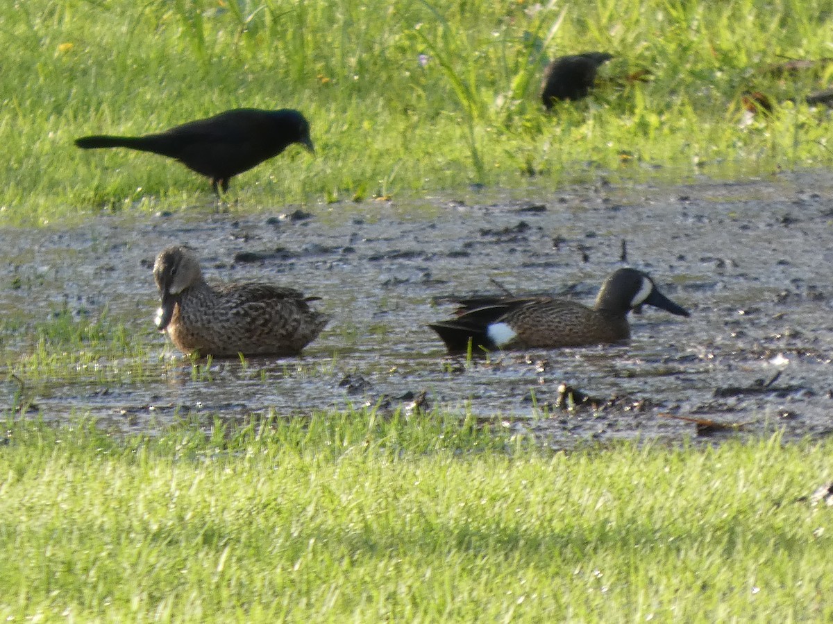 eBird Checklist - 21 Apr 2026 - Thatcher Woods Forest Preserve - 50 species