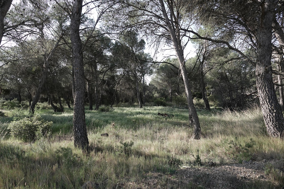 null - ML655492476