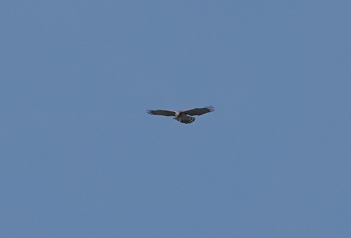 Short-toed Snake-Eagle - ML655492495