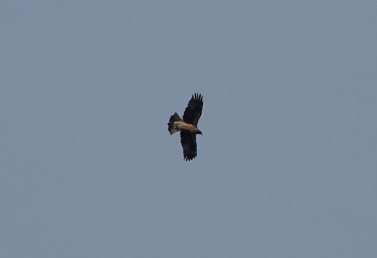 Booted Eagle - ML655492504