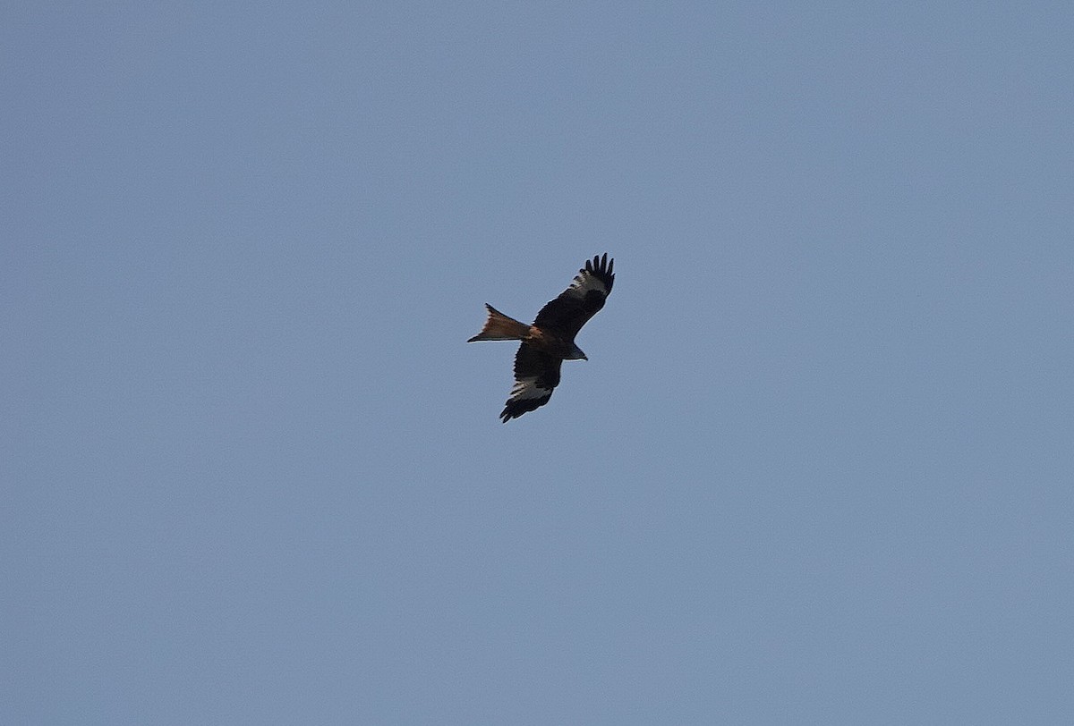Red Kite - ML655492527