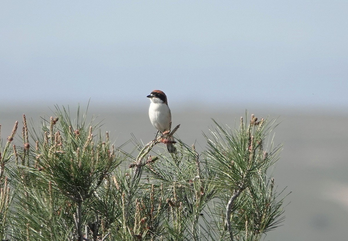 Woodchat Shrike - ML655492543