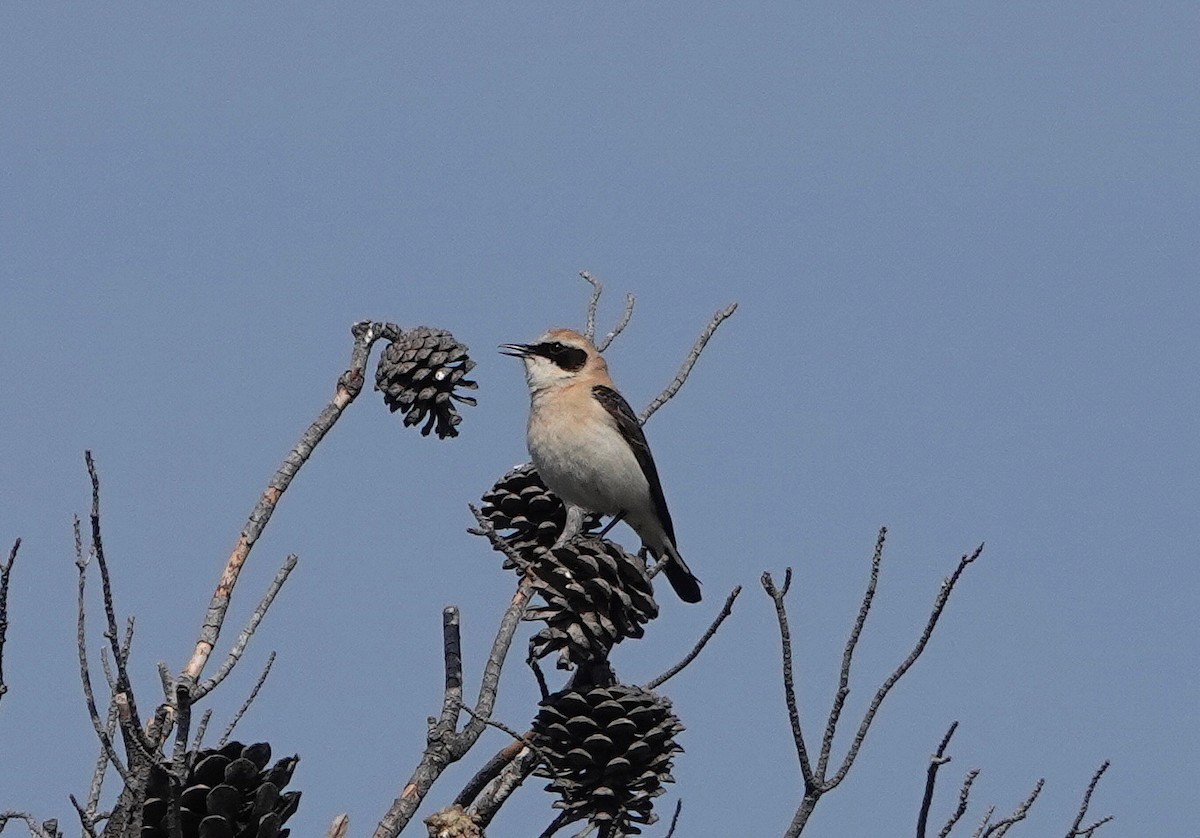 Western Black-eared Wheatear - ML655492582