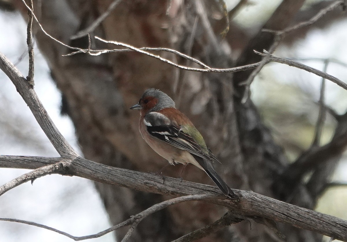 Common Chaffinch - ML655492596