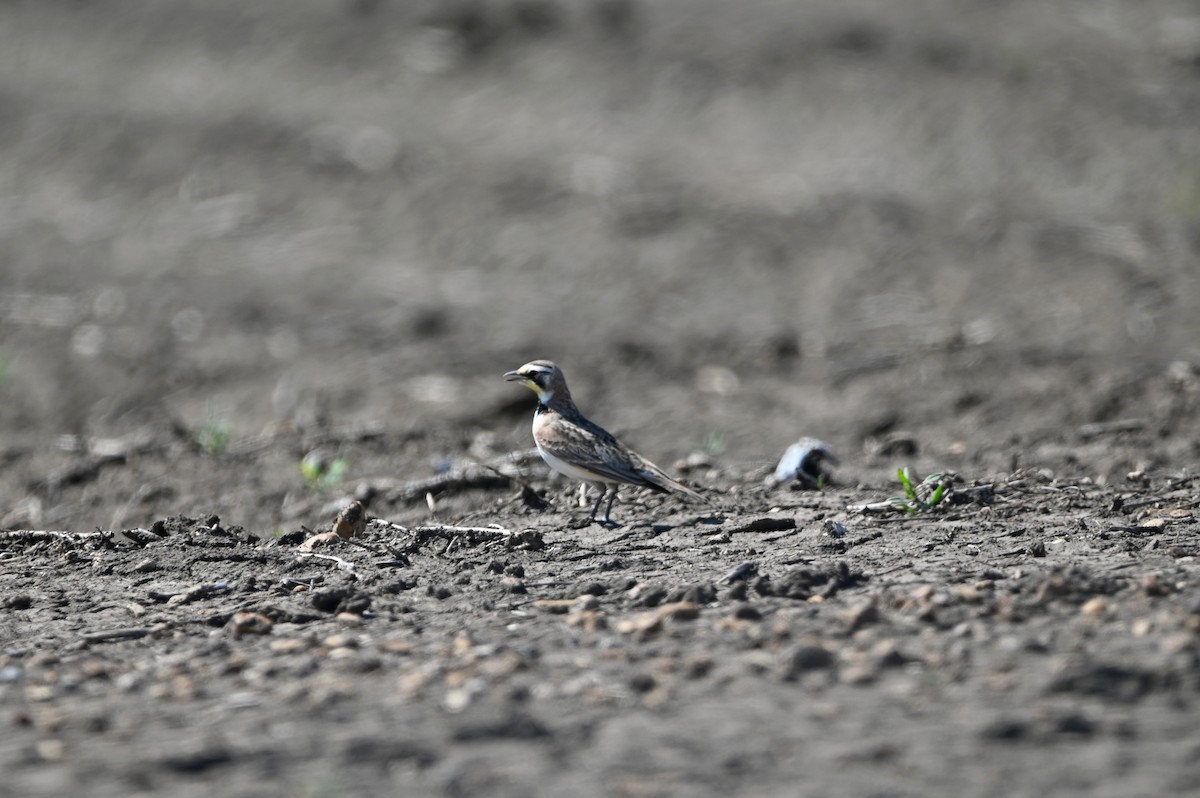 Horned Lark - ML655494398
