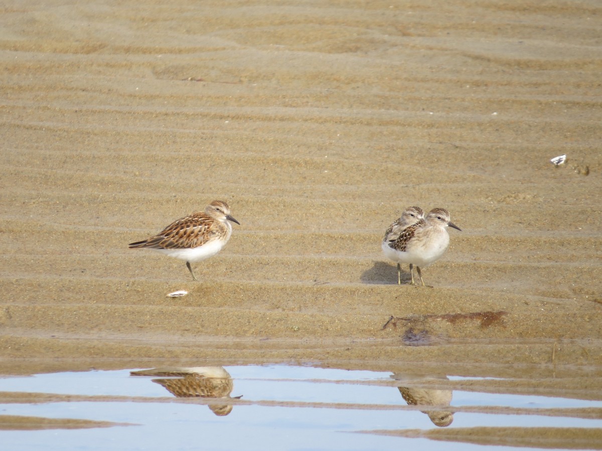 Least Sandpiper - ML65549471